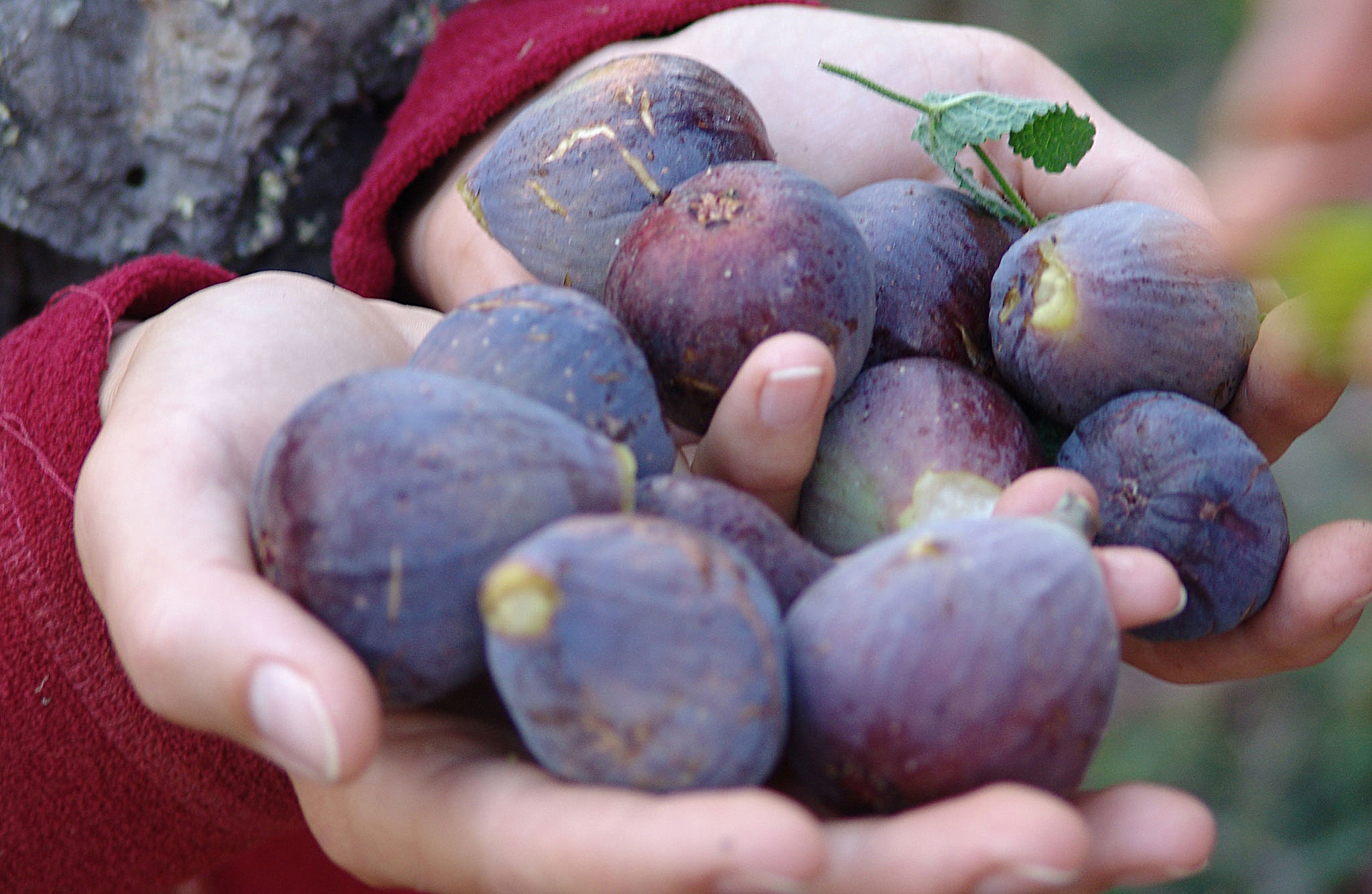 Fig Harvest