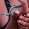 Cooperation with nature snake crawling in hands
